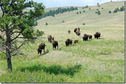 120718882tb Bison in Custer State Park