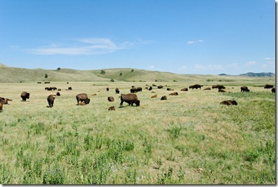 120718901tb Bison in Custer State Park